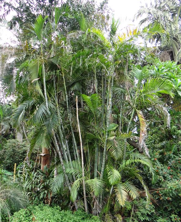 Chrysalidocarpus and Chrysalidocarpus lutescens